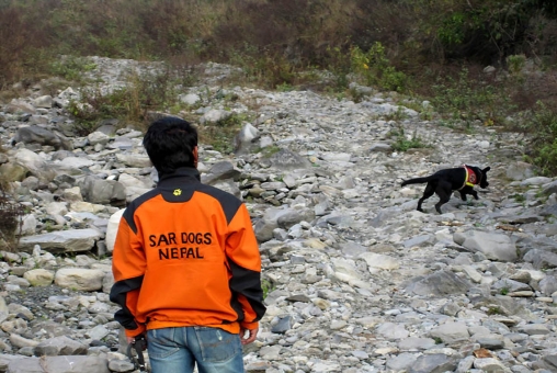 Weekly SAR Dogs Training