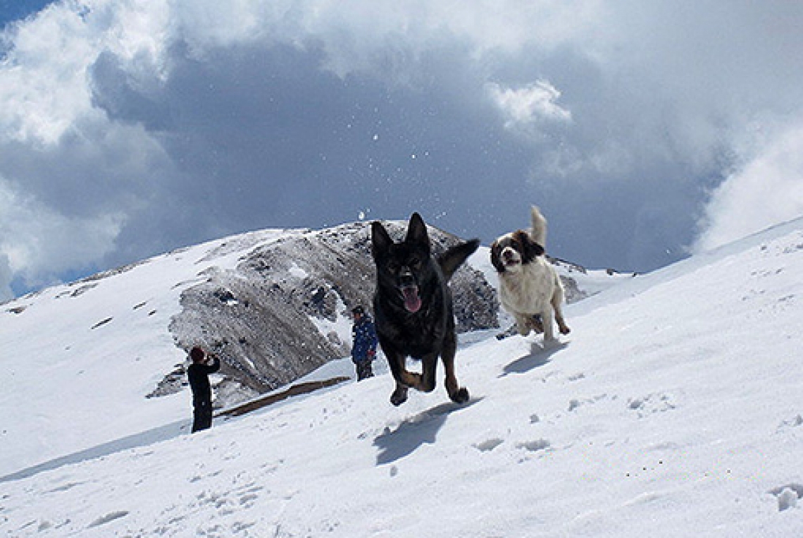 Our SAR Dogs