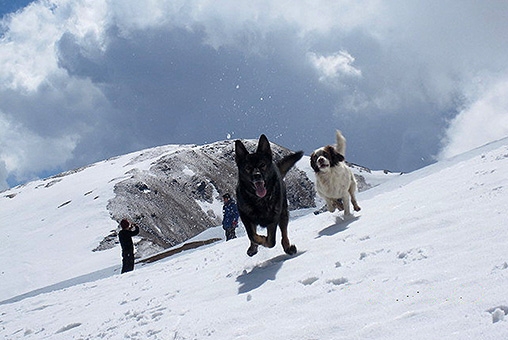 Our SAR Dogs